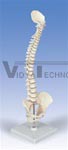 Mini Vertebral Column Spine Model, elastic (stand not included)